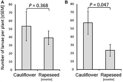 Host Attraction and Selection in the Swede Midge (Contarinia nasturtii)